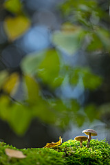 click for enlarge 800 X 1199 318.6 Kb picture