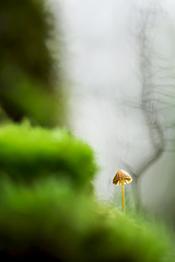 click for enlarge 800 X 1199 173.3 Kb picture