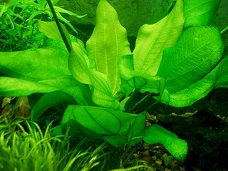 click for enlarge 1920 X 1440 754.4 Kb picture