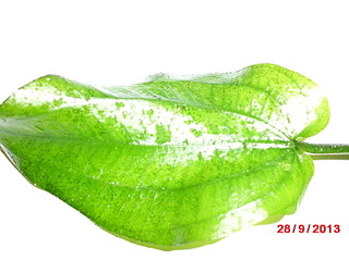 click for enlarge 1920 X 1440 380.6 Kb picture