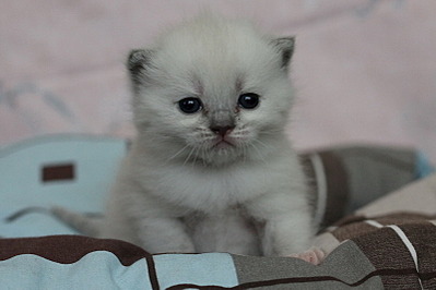 click for enlarge 800 X 533 112.7 Kb picture