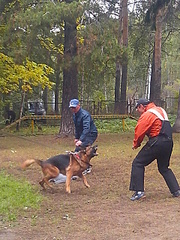 click for enlarge 1920 X 2560 498.6 Kb picture