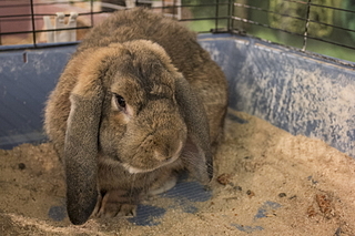 click for enlarge 1620 X 1080 184.2 Kb picture