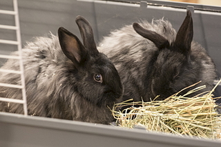 click for enlarge 1620 X 1080 170.3 Kb picture