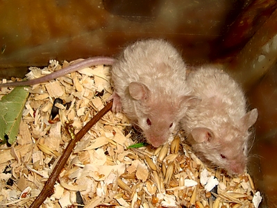 click for enlarge 1115 X 836 712.3 Kb picture