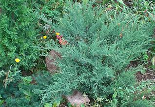 click for enlarge 902 X 625 171.0 Kb picture