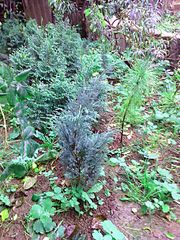 click for enlarge 1824 X 2432 805.7 Kb picture