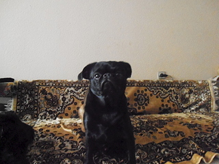 click for enlarge 1920 X 1440 190.7 Kb picture