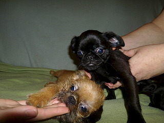 click for enlarge 1920 X 1440 649.2 Kb picture