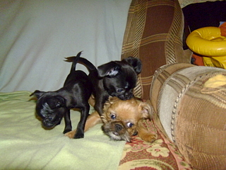 click for enlarge 1920 X 1440 170.6 Kb picture