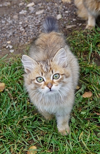click for enlarge 704 X 1081 675.9 Kb picture