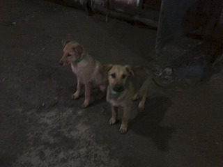 click for enlarge 1920 X 1440 334.3 Kb picture