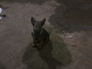 click for enlarge 1920 X 1440 397.9 Kb picture