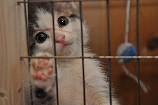 click for enlarge 490 X 325 108.7 Kb picture