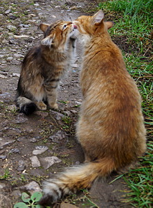 click for enlarge 1920 X 2601 507.5 Kb picture