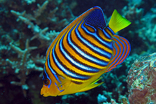 click for enlarge 500 X 333 168.3 Kb picture
