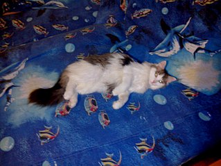 click for enlarge 807 X 605 88.8 Kb picture