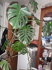 click for enlarge 1920 X 2560 391.1 Kb picture