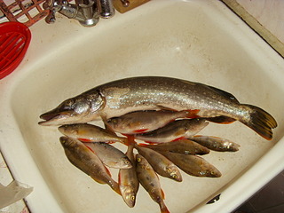 click for enlarge 1920 X 1440 581.2 Kb picture