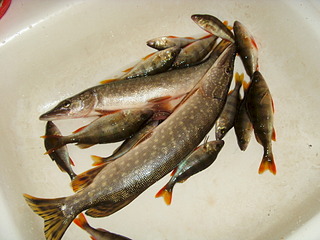 click for enlarge 1920 X 1440 558.4 Kb picture