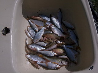 click for enlarge 1920 X 1440 404.8 Kb picture