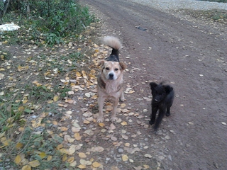 click for enlarge 1920 X 1440 260.8 Kb picture