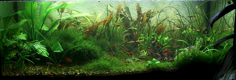 click for enlarge 1920 X 652 413.8 Kb picture