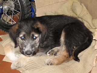 click for enlarge 1920 X 1440 785.3 Kb picture