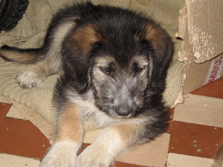 click for enlarge 1920 X 1440 717.6 Kb picture