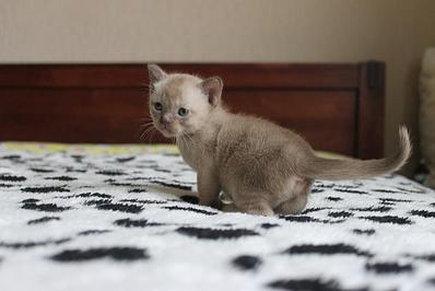 click for enlarge 1282 X 855 101.2 Kb picture