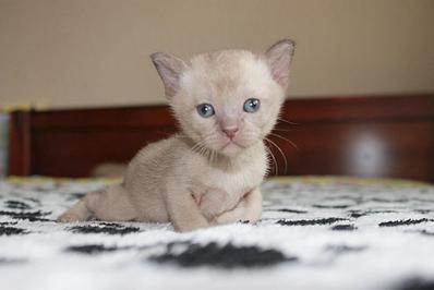 click for enlarge 1282 X 855 85.2 Kb picture