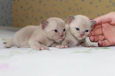 click for enlarge 534 X 356 34.7 Kb picture