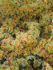 click for enlarge 1920 X 2560 836.5 Kb picture
