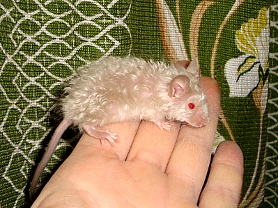 click for enlarge 871 X 653 595.1 Kb picture