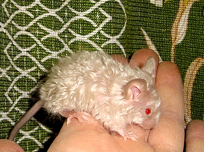 click for enlarge 871 X 653 673.7 Kb picture
