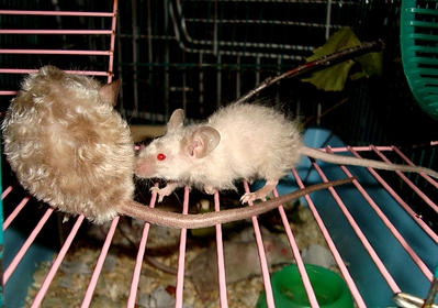 click for enlarge 1223 X 858 781.4 Kb picture