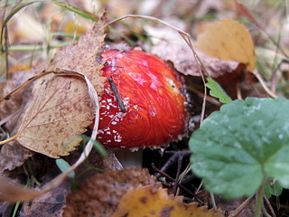 click for enlarge 1920 X 1440 580.1 Kb picture