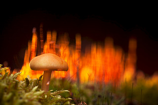 click for enlarge 900 X 600 315.3 Kb picture