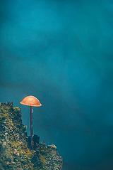 click for enlarge 467 X 700 388.0 Kb picture