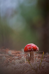 click for enlarge 598 X 900 110.4 Kb picture