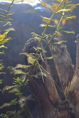 click for enlarge 299 X 448 135.4 Kb picture