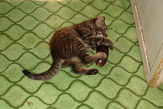 click for enlarge 1063 X 709 680.0 Kb picture