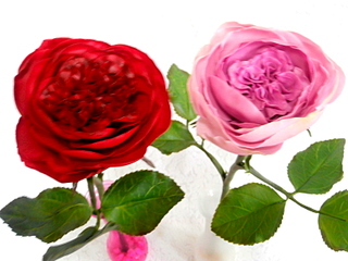 click for enlarge 800 X 600 204.5 Kb picture