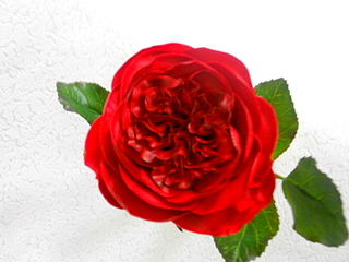 click for enlarge 800 X 600 258.8 Kb picture