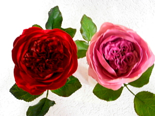 click for enlarge 800 X 600 203.9 Kb picture