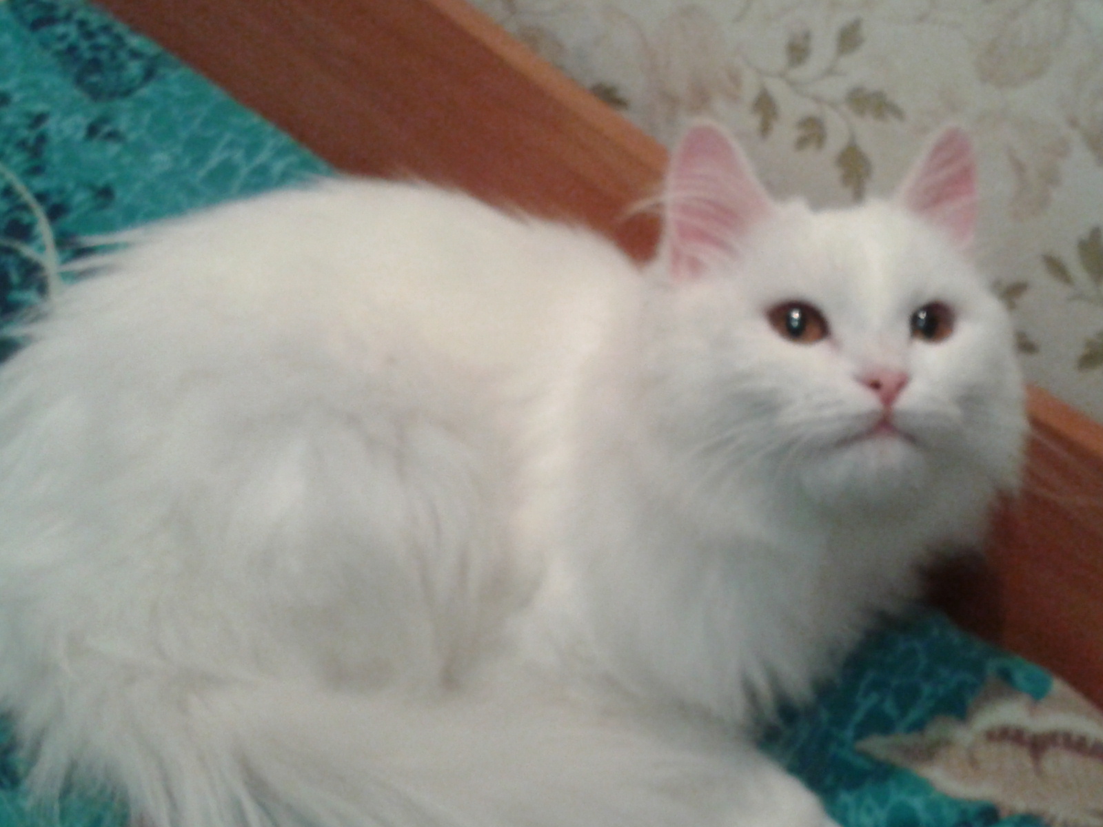 Кот полуперс