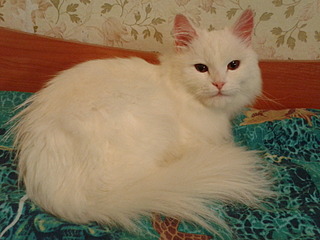 click for enlarge 1600 X 1200 542.2 Kb picture