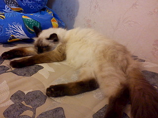 click for enlarge 1920 X 1440 588.1 Kb picture