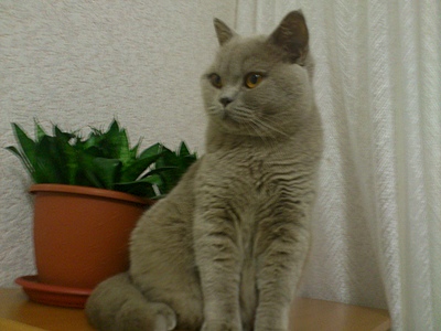 click for enlarge 1920 X 1440 887.1 Kb picture