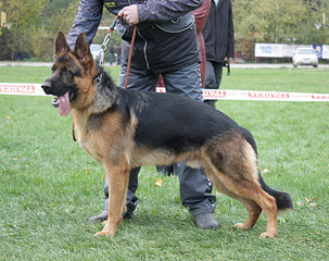 click for enlarge 505 X 400 232.8 Kb picture